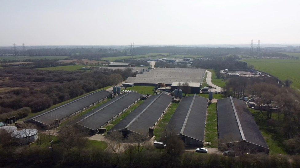 An aerial shot of the duck farm at Debach, near Woodbridge