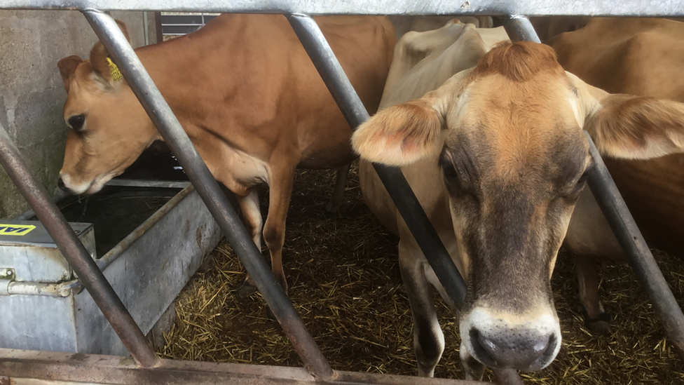 A file photo of Jersey cows in Jersey