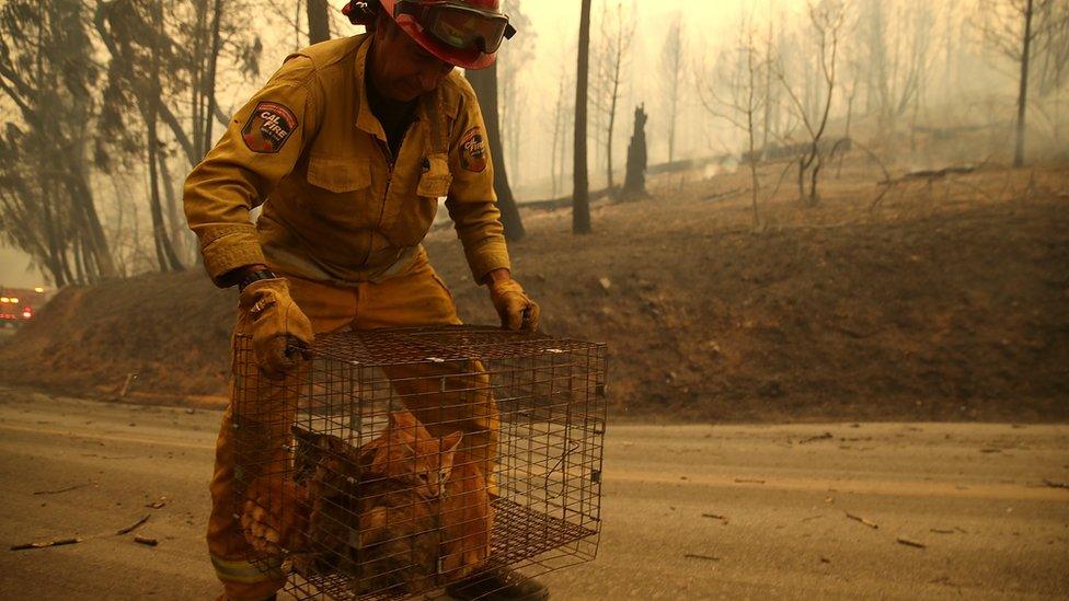 A firefighter holds a cage full of rescued cats