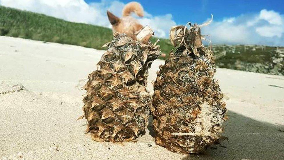 Pineapples in Burra