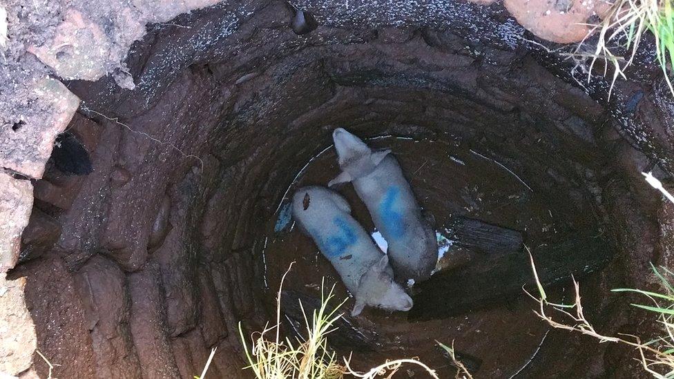 Sheep at the bottom of the well