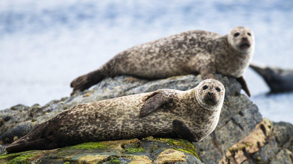 Seals on a rock