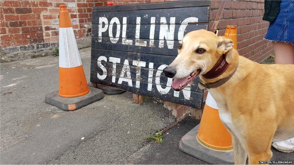 Dog at polling station