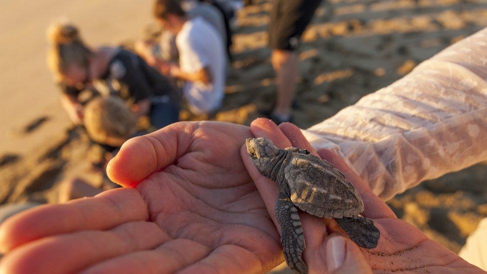 Olive Ridley turtles.