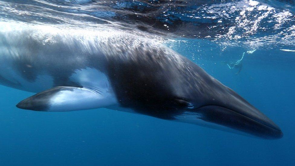 Minke whale