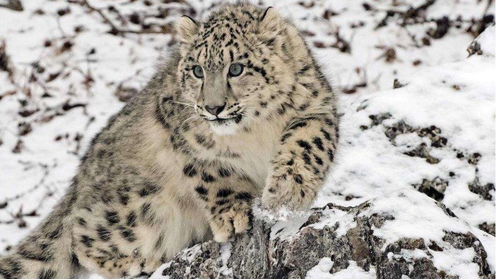 Snow leopard