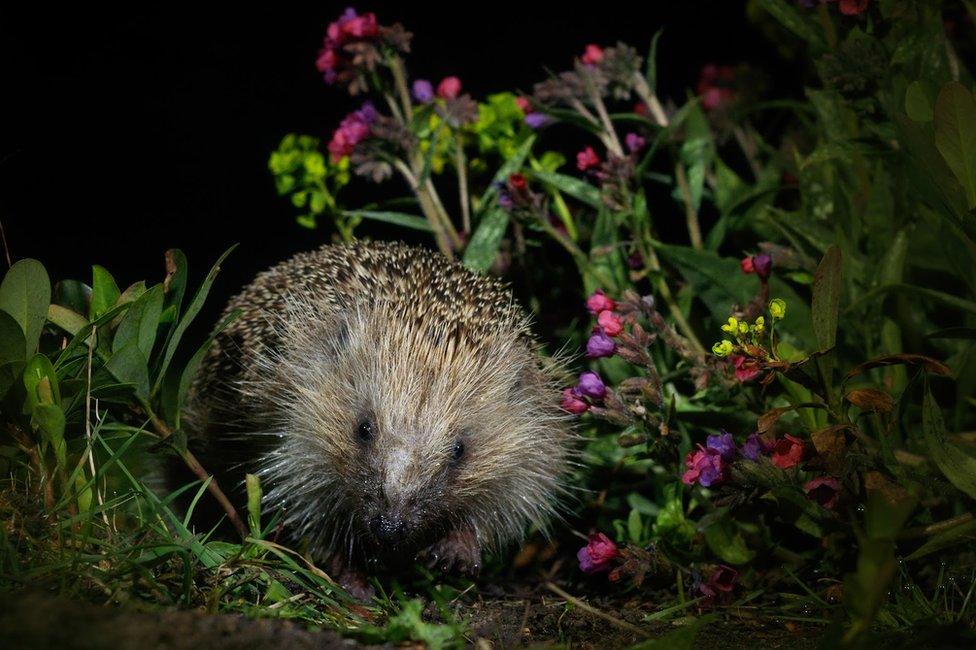 A hedgehog seen in a garden in Amersham, England