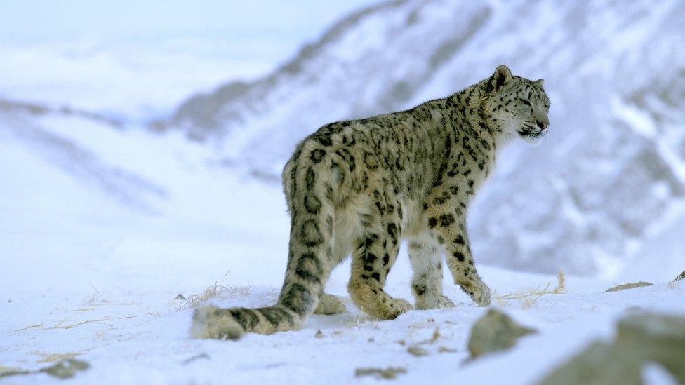 Snow leopard