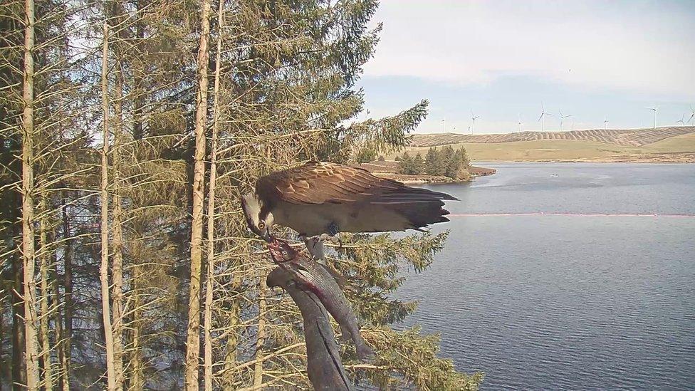 Osprey with a fish