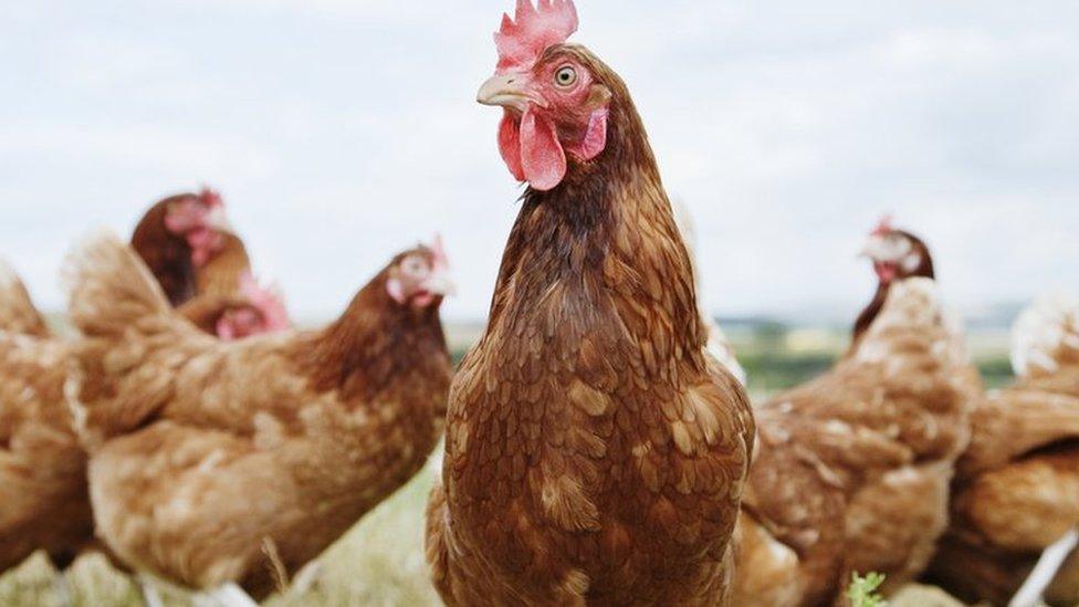 Chickens outside in fields