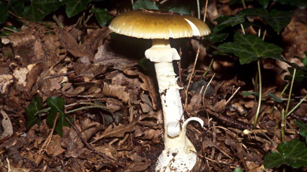 A death cap mushroom