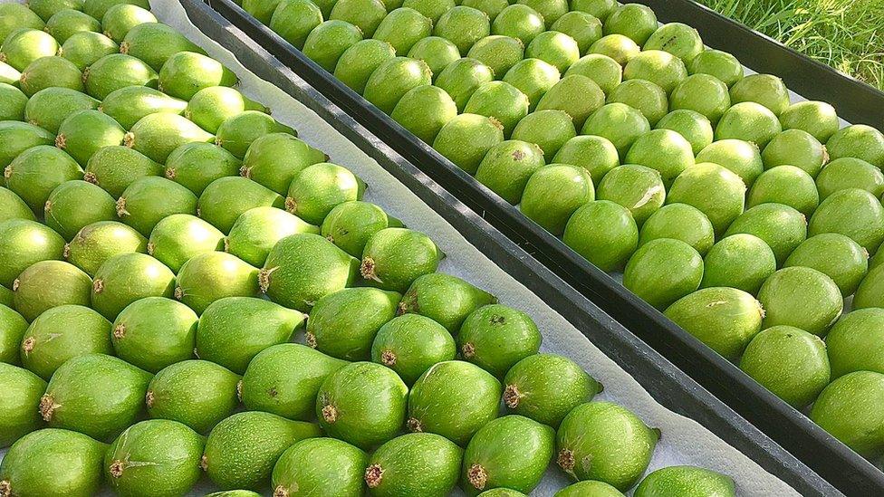 figs laid out in the sun to ripen