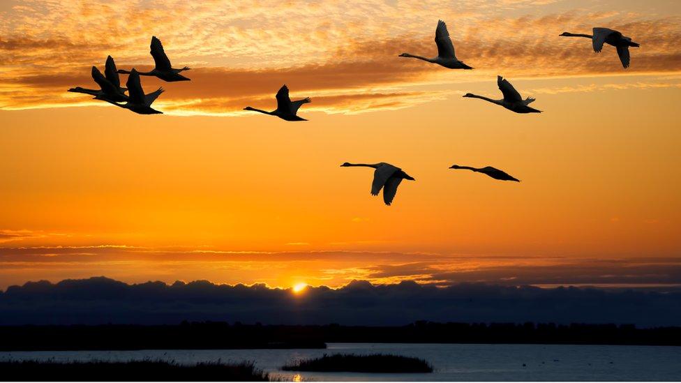 Geese migrating