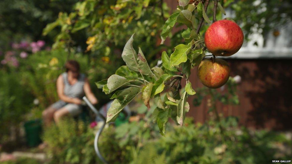 Apples ripening in a Berlin allotment garden