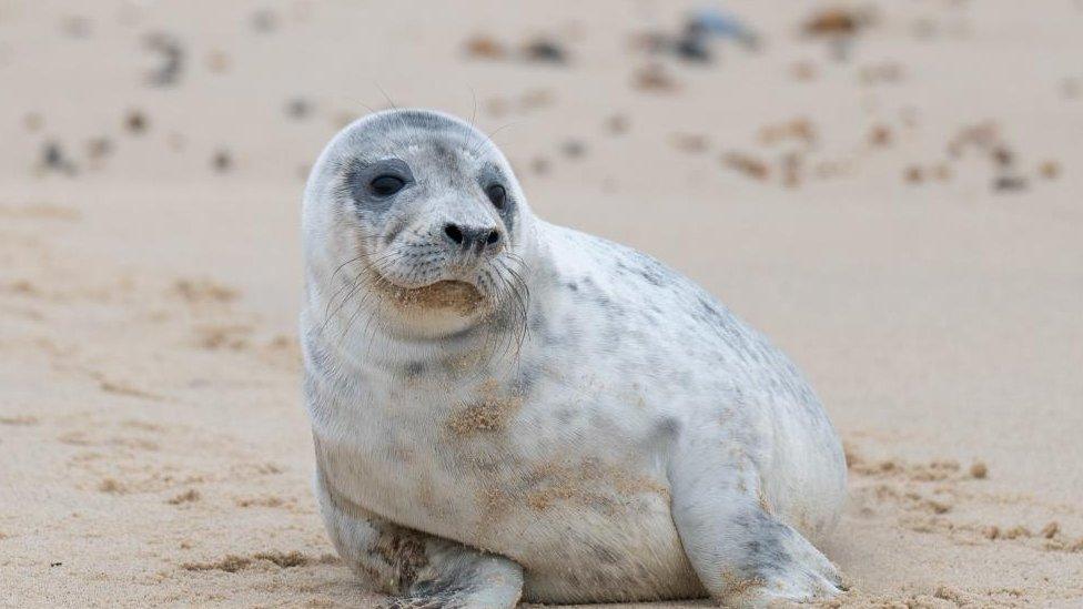 A seal pup at Horsey Gap