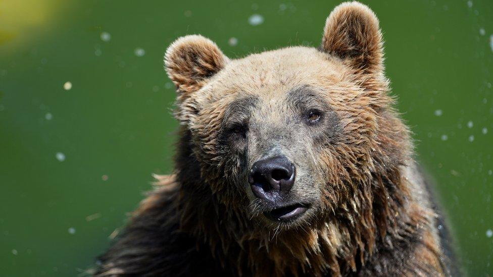 A bear in Rome in July 2015