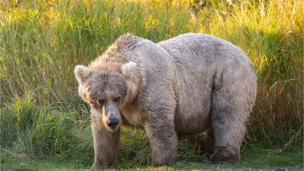 Bear 435, aka Holly, has pale blonde fur and is pictured with the sun shining on grass behind her