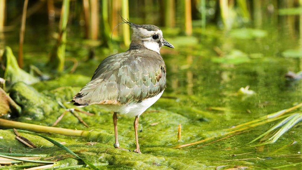 Lapwing bird