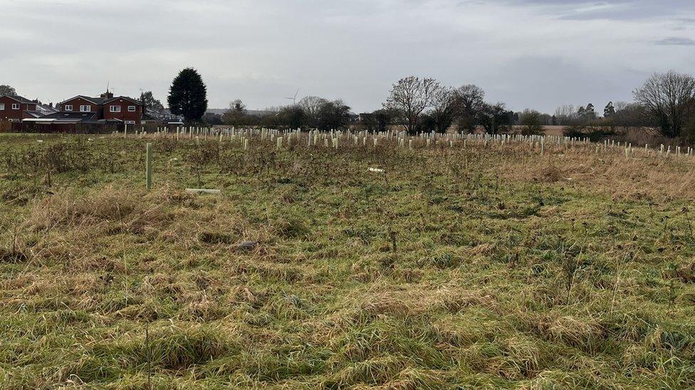 Newly planted trees in a field