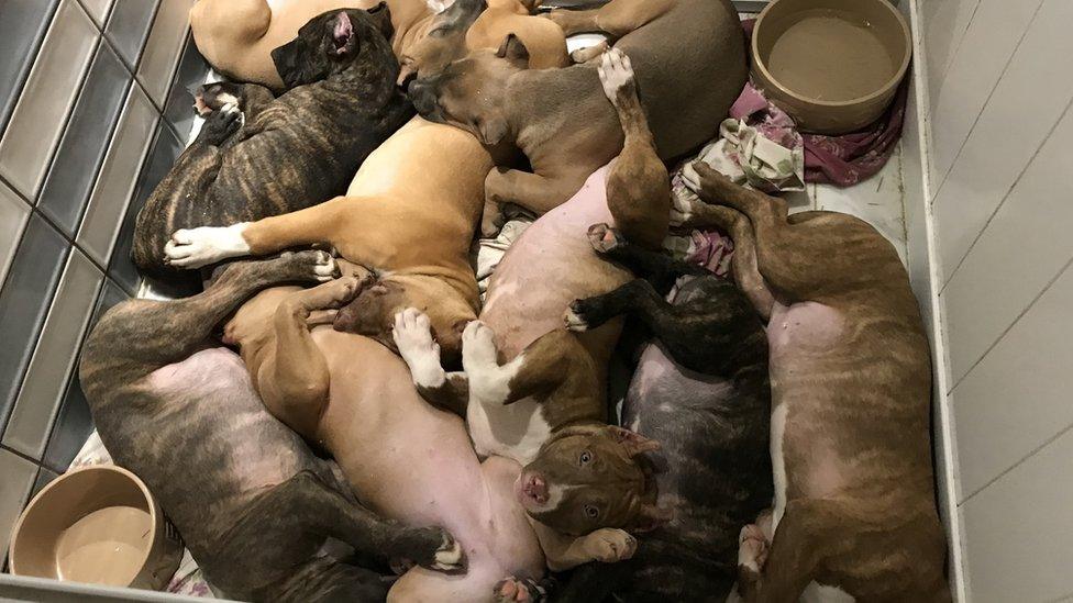 Nine puppies in a kennel