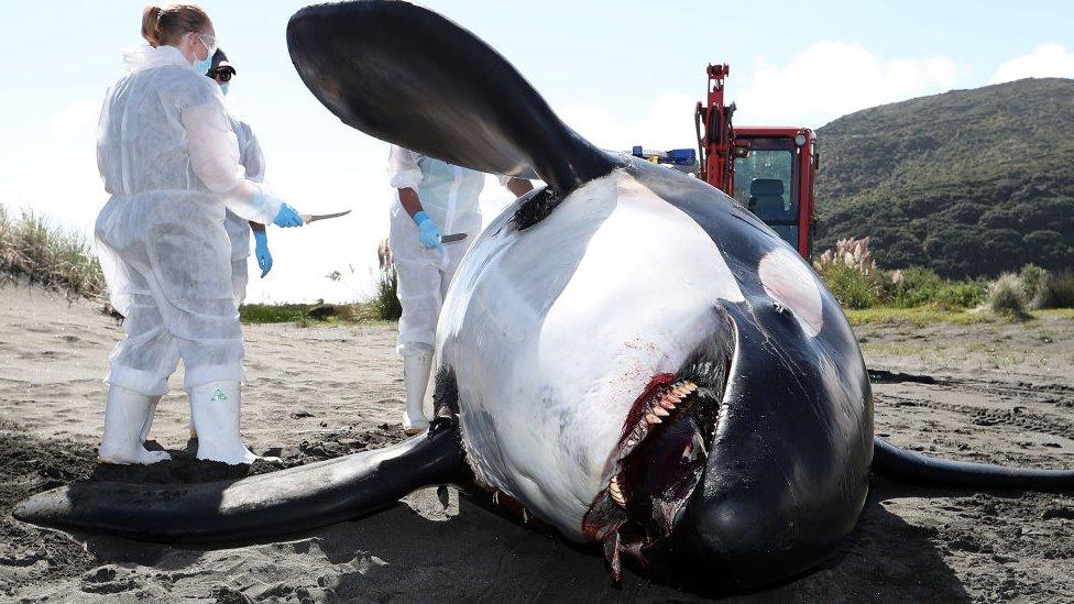 Scientists investigate the death of a killer whale off Auckland