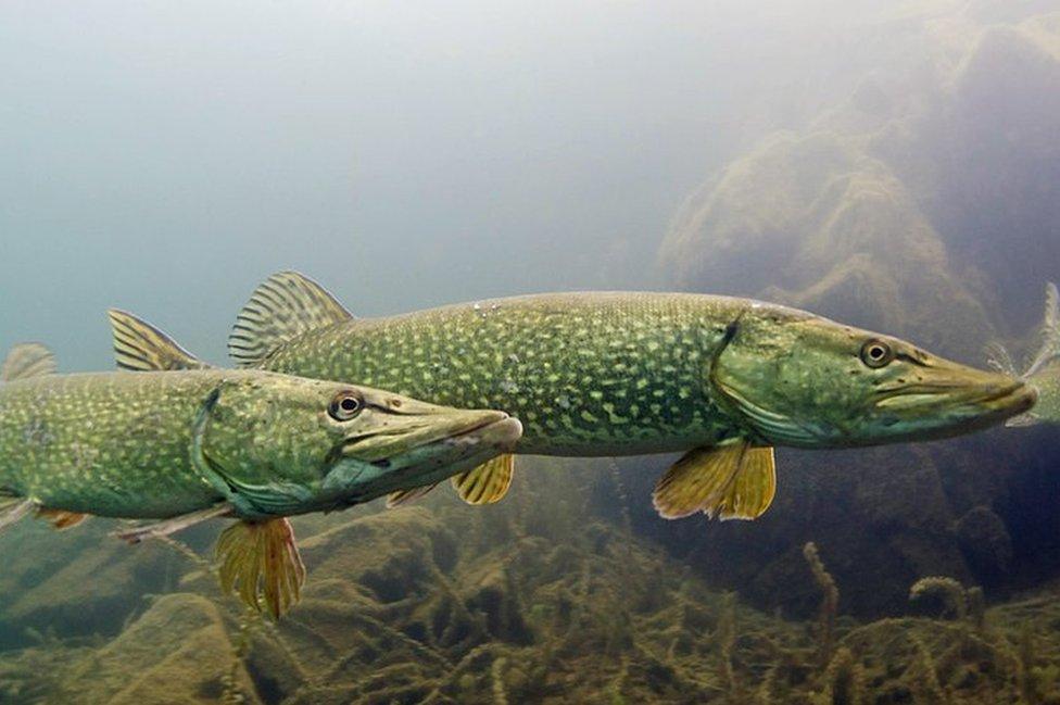 Pike in Stoney Cove