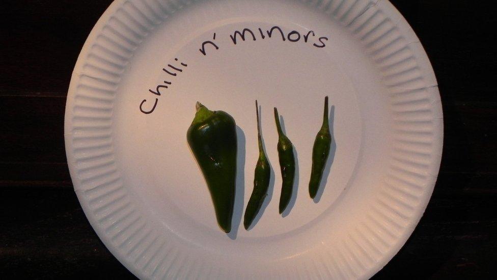 A photo of a large chilli next to three smaller chillies on a paper plate.