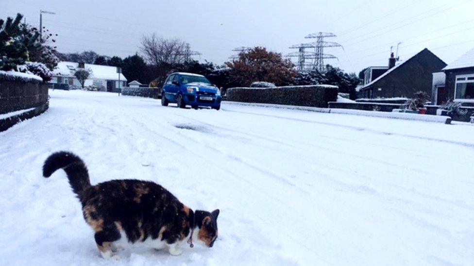 Cat in snow in Aberdeen