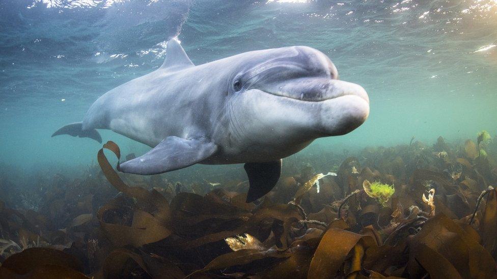 Bottlenose dolphin County Clare