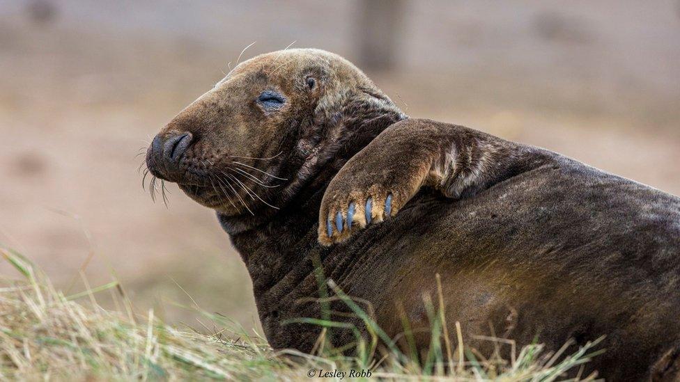 Grey seal at reserve