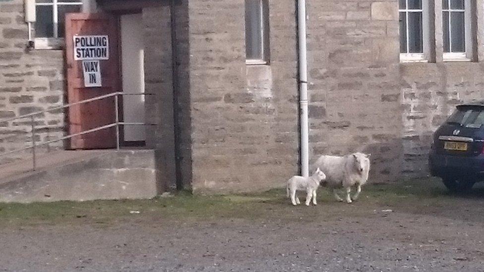 Sheep and lamb outside polling station