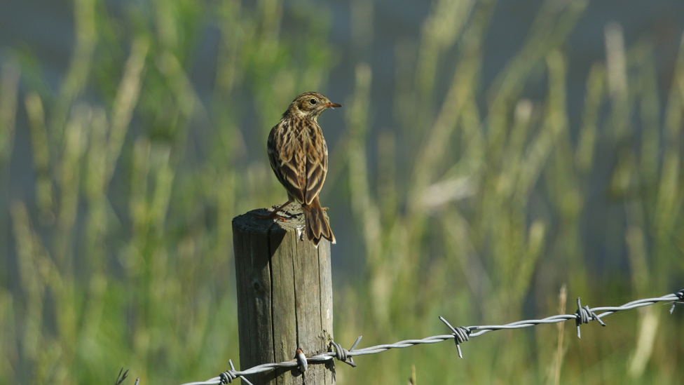 Meadow Pipit