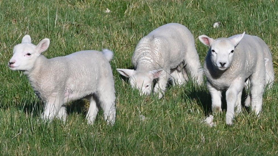 Lambs