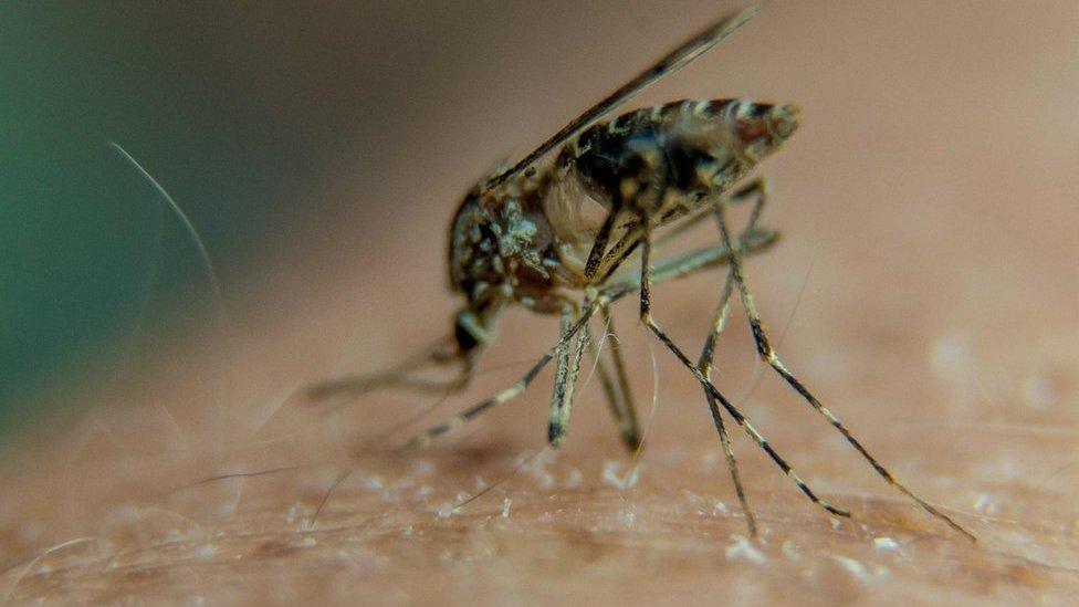 A picture taken on August 23, 2016 in Lille, northern France, shows a mosquito on a person's arm.