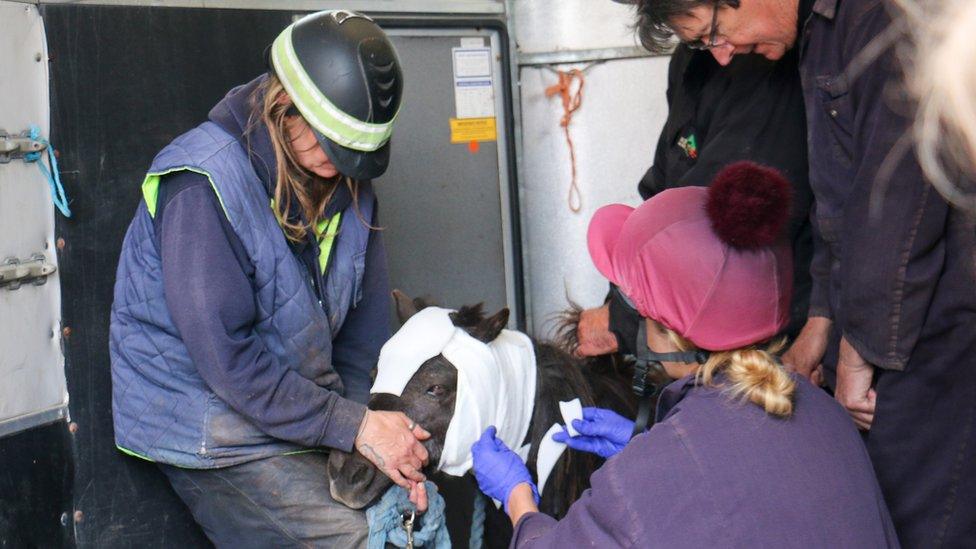 Alfie the pony being looked after by staff from Redwings Horse Sanctuary