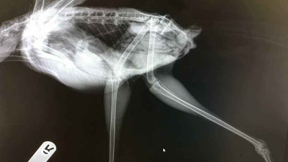 X-ray of heron after arrow removed