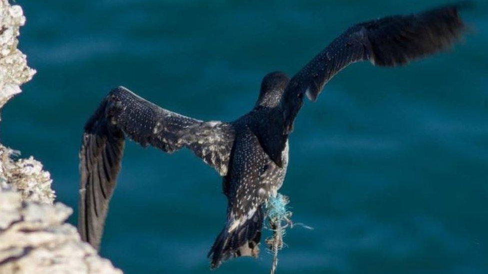 Gannet trapped on cliff face