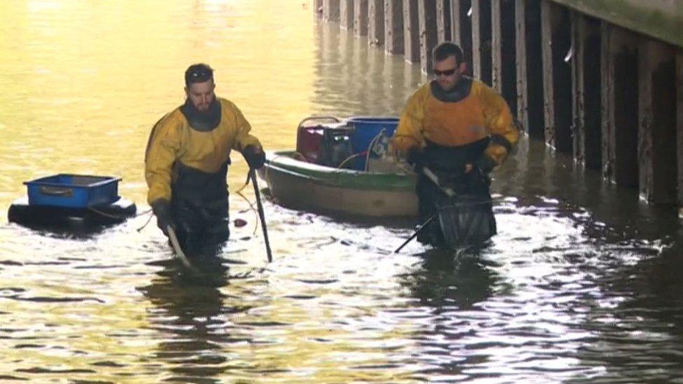 Specialists removing fish from lock