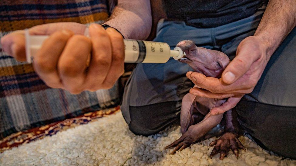 baby aardvark being fed