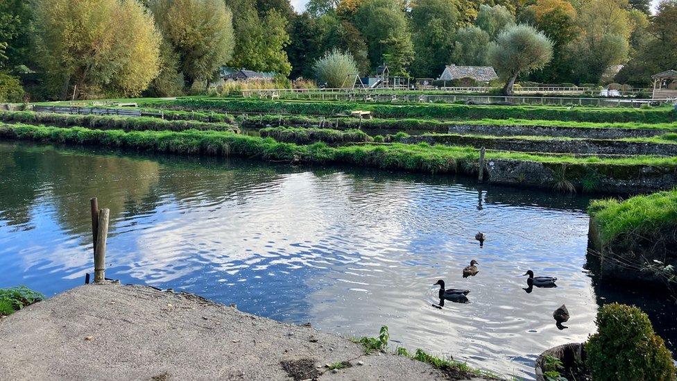 Trout ponds on Bibury Trout Farm