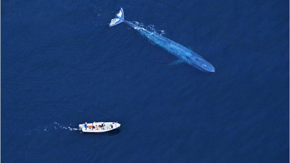 An aerial photograph of a blue whale - thought to be some of the friendliest animals in the world