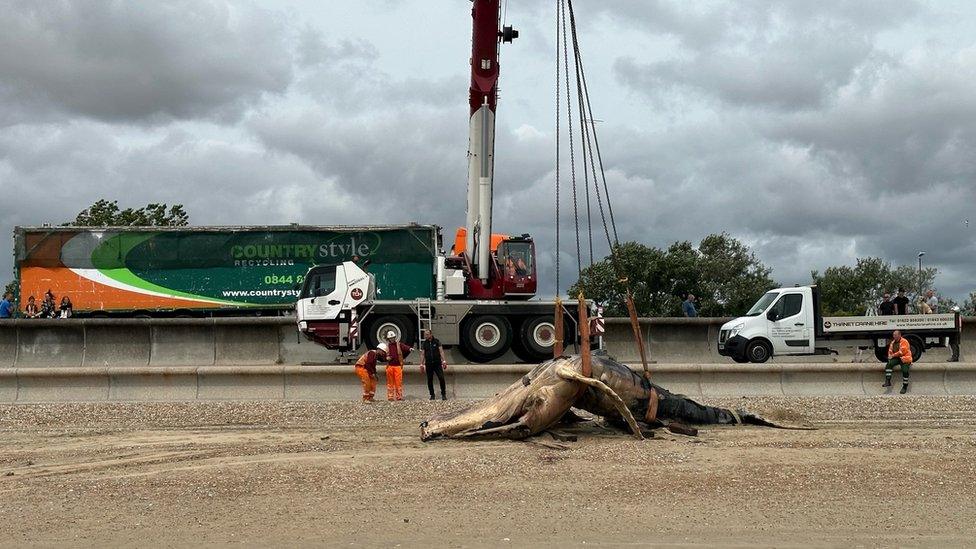 Whale being hoisted off beach