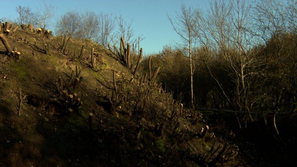 Mount Stewart motte