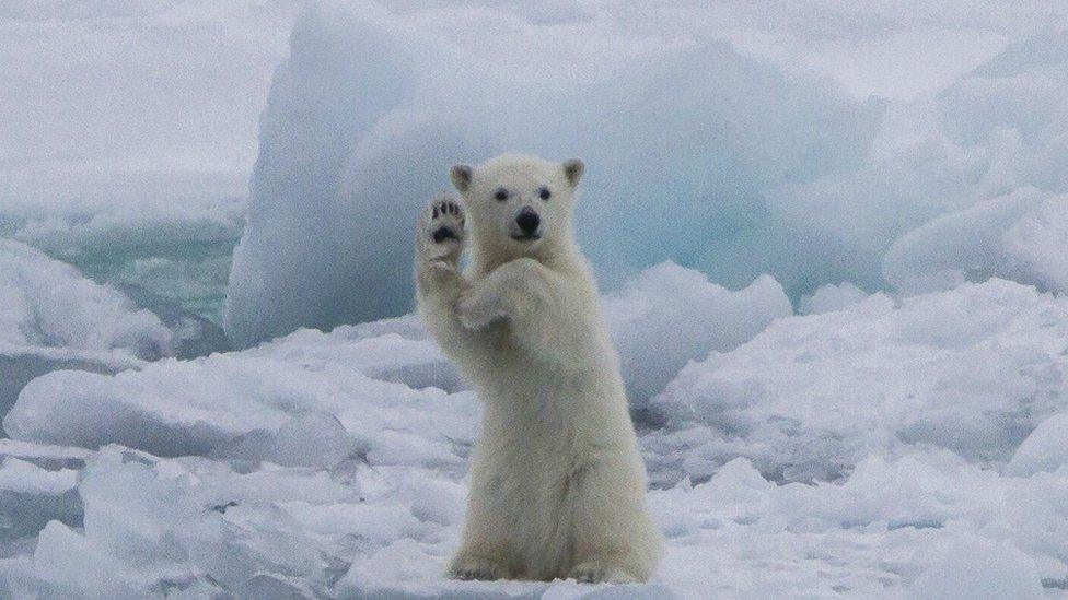 Polar bear waving