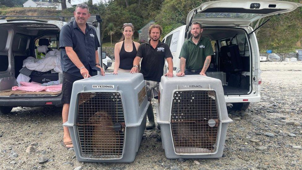 GSPCA staff with the seal pups ahead of their release to the wild