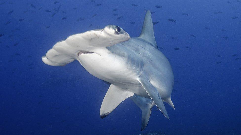 Hammerhead shark