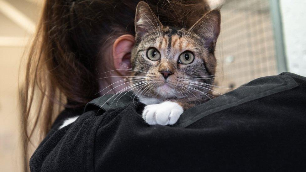 Cat in the care of the Scottish SPCA