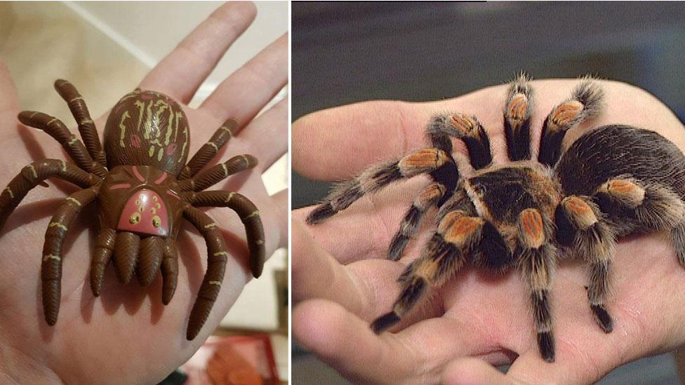 Toy and real tarantula