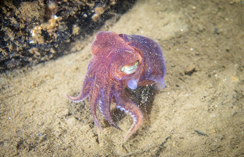 A photo of a purple little cuttle in waters around Scotland