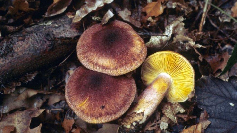 Plums and custard fungus (Tricholomopsis rutilans)